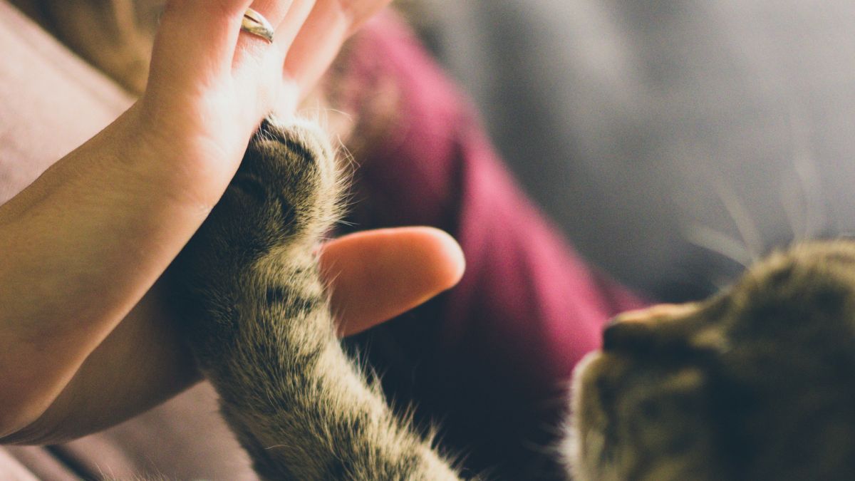 O comportamento conhecido como "amassar pão" é um instinto felino, herdado dos filhotes que pressionam a barriga da mãe para estimular o leite/Unsplash