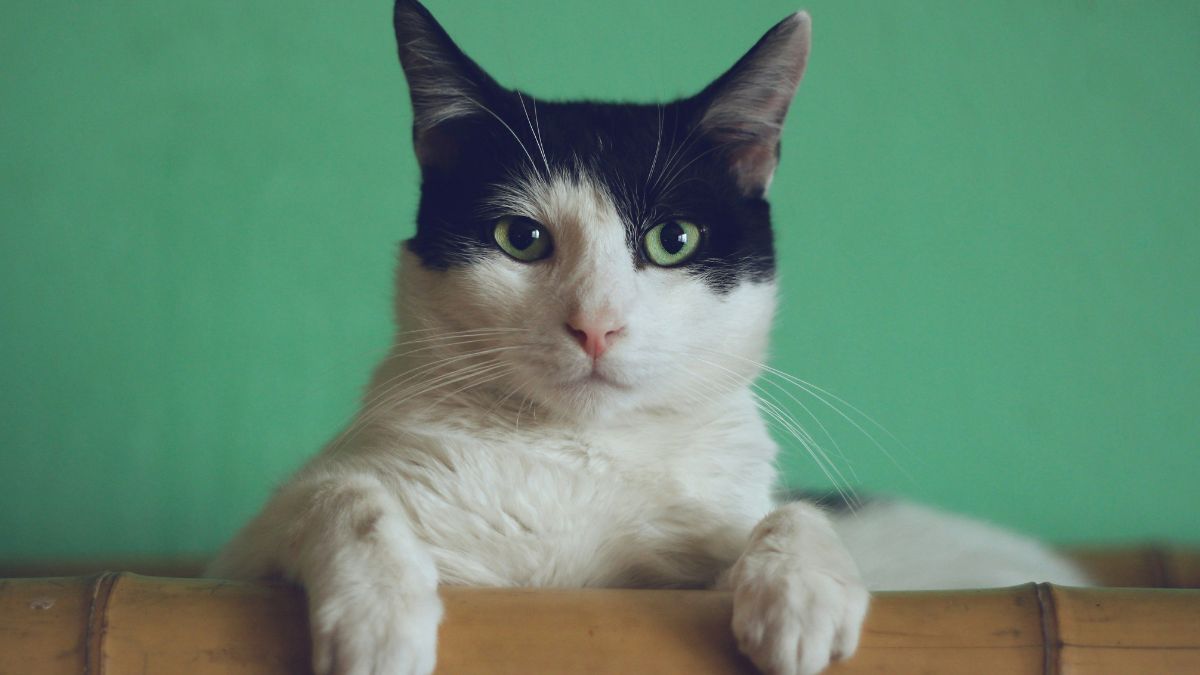 Gatos costumam amassar quando se sentem seguros e confortáveis, sendo um sinal de afeto e bem-estar/Unsplash