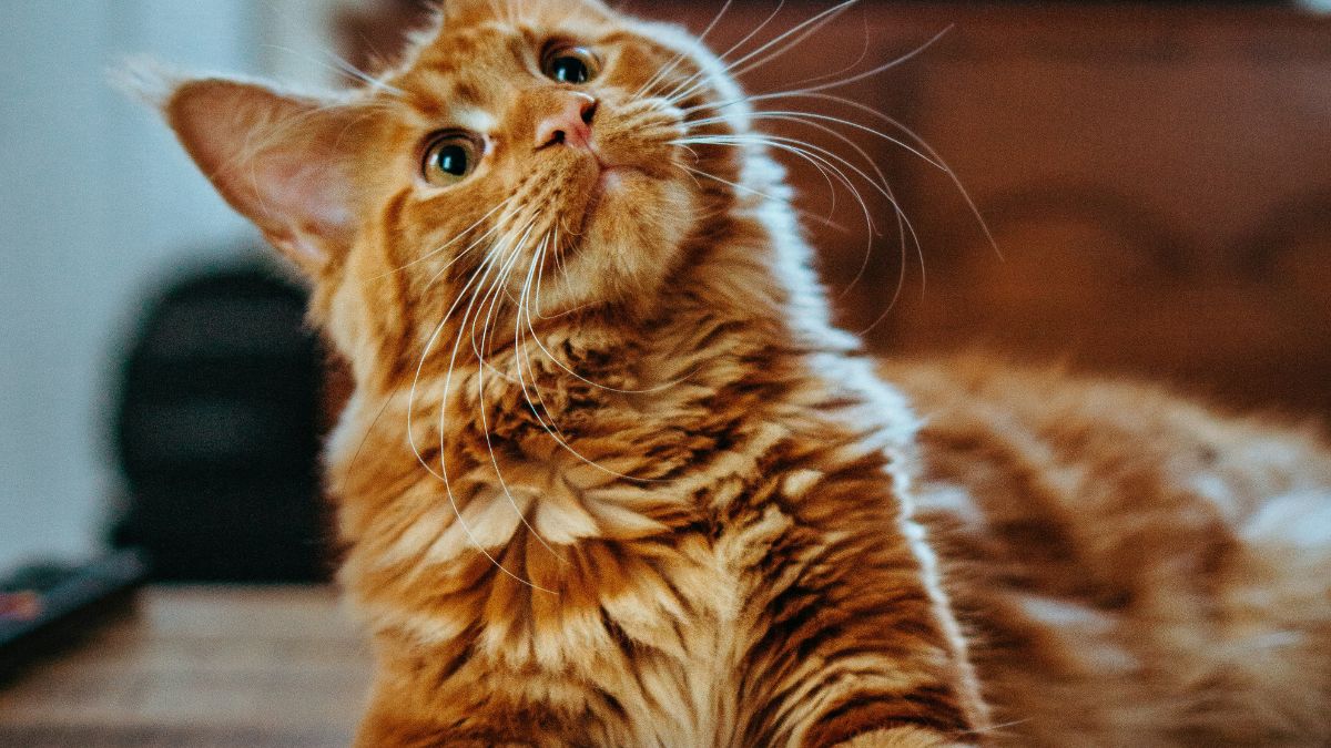 Esse movimento também ajuda o gato a marcar território, pois as almofadinhas das patas liberam feromônios de cheiro/Unsplash