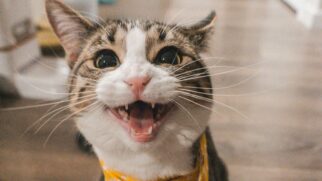 Alguns gatos amassam e ronronam ao mesmo tempo