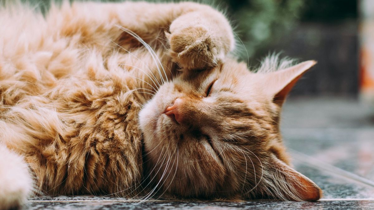 Mesmo gatos adultos ou idosos continuam fazendo o gesto, provando que o comportamento é natural e não deve ser reprimido/Unsplash