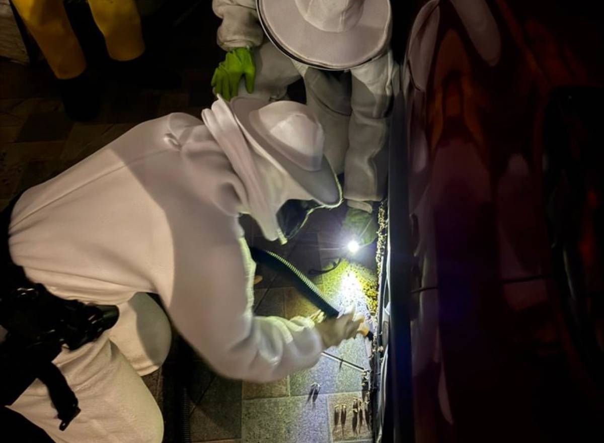 As abelhas têm papel essencial no equilíbrio do ecossistema e, conforme a Lei Federal n&ordm; 9.605/98, que trata dos crimes ambientais, é proibida a eliminação de enxames