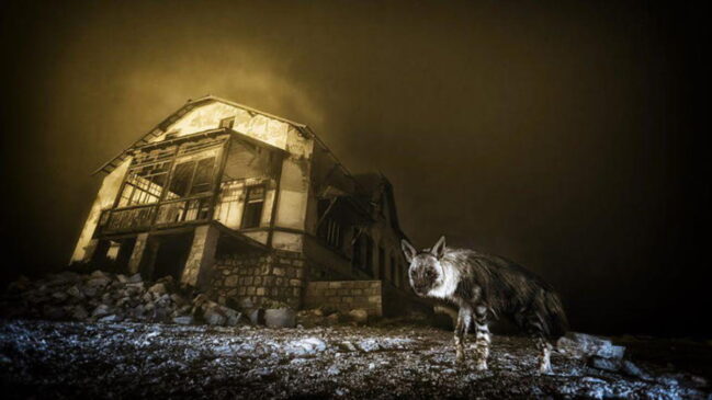 Além da composição cinematográfica, o destaque está na protagonista rara: a hiena-marrom (Hyaena brunnea), a mais incomum entre as espécies de hiena e considerada 'quase ameaçada'.