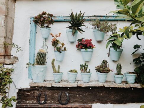 Vasos não servem só para decorar: eles garantem que as plantas cresçam fortes e saudáveis