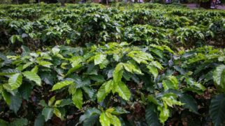 O fenômeno dura apenas alguns dias, porém transforma o cenário urbano em um verdadeiro jardim e marca uma etapa crucial para a próxima colheita