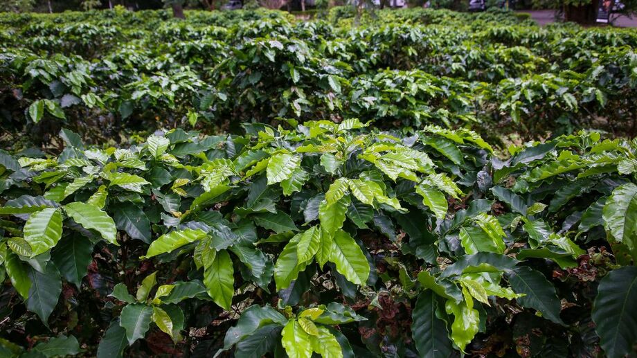 O fenômeno dura apenas alguns dias, porém transforma o cenário urbano em um verdadeiro jardim e marca uma etapa crucial para a próxima colheita