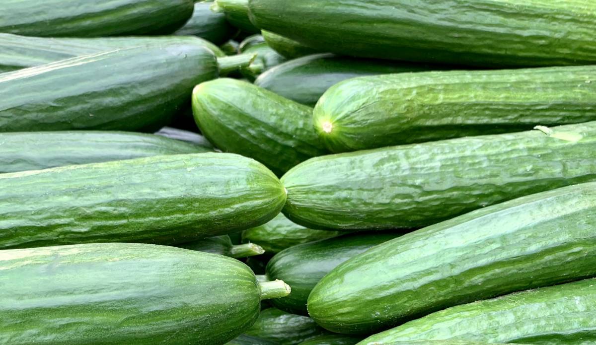 Embora essa solução seja natural e segura para humanos e animais de estimação, sua eficácia é limitada