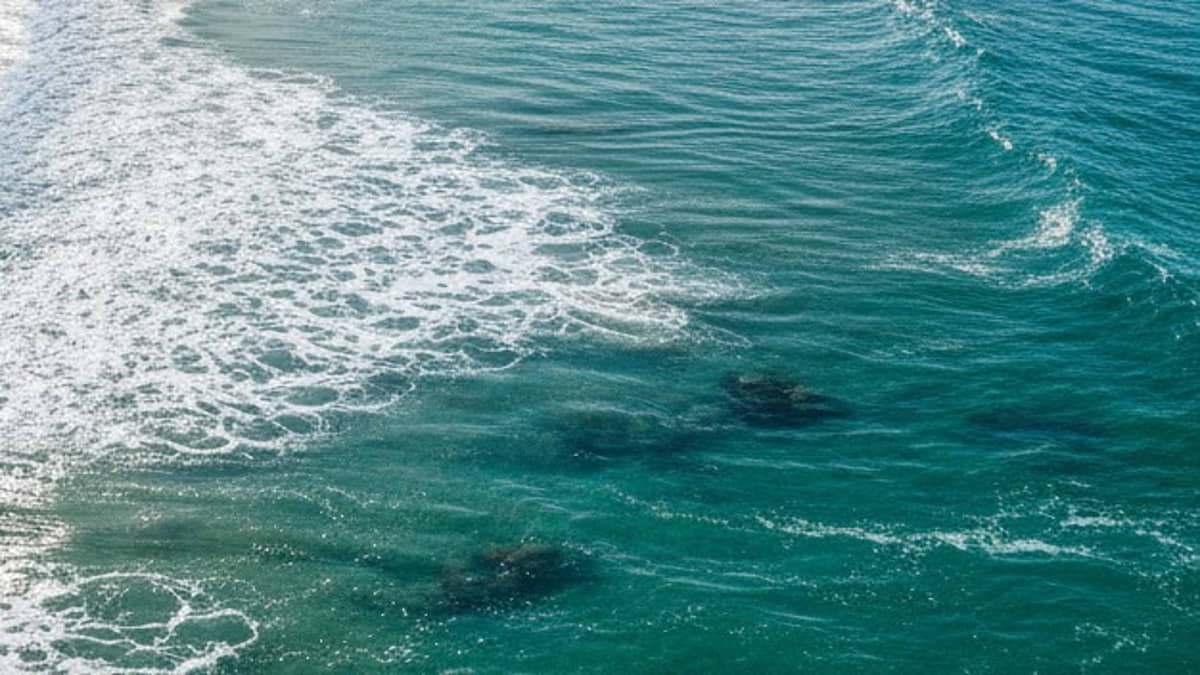 Nova água-viva é transparente e possui uma toxina extremamente perigosa aos humanos