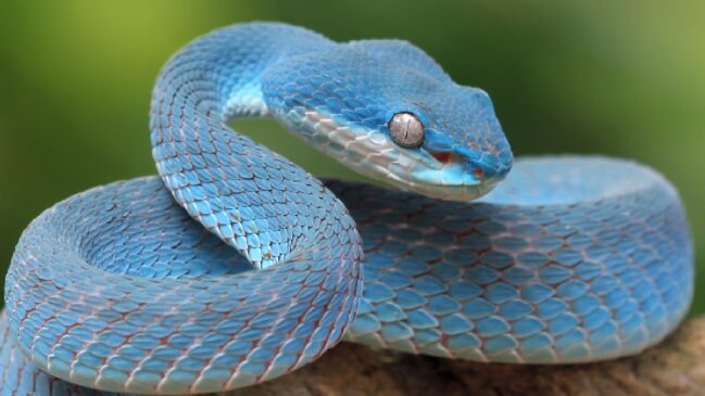 Estudo reforça hipótese da evolução do veneno cuspido ligada a humanos primitivos