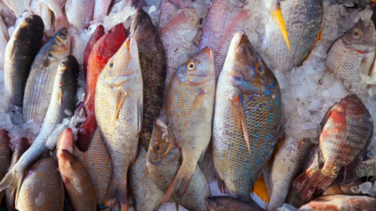 O peixe mais benéfico para a saúde não está livre de toxinas, revela nutricionista