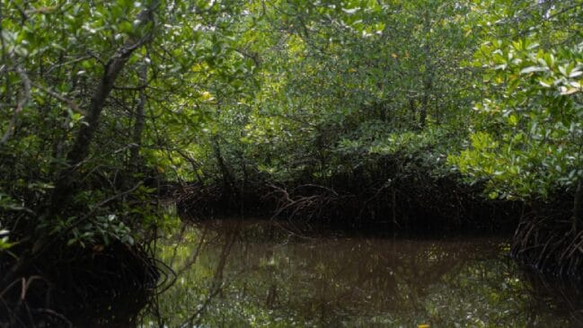 O carbono azul está presente em ecossistemas costeiros e marinhos comuns no Brasil