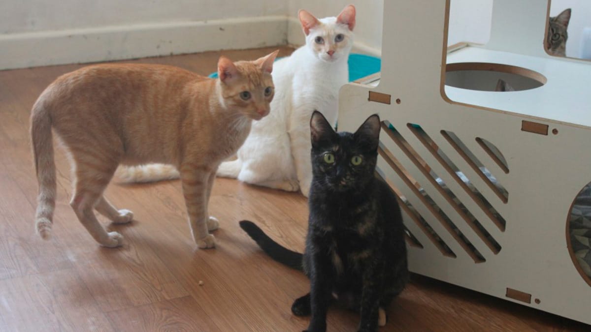 O que é gatificação? Conheça a técnica que pode melhorar a vida do seu gato dentro de casa