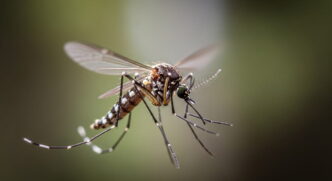 Embora o país já tivesse registrado um mosquito isolado décadas atrás, trazido em um avião e posteriormente perdido, esta é a primeira evidência de presença natural da espécie
