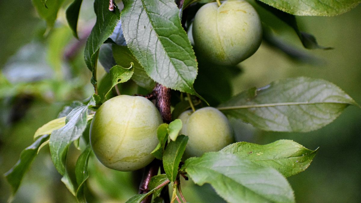 O pé de ameixa é uma árvore frutífera de clima temperado que pode se adaptar bem a regiões mais quentes/Unsplash