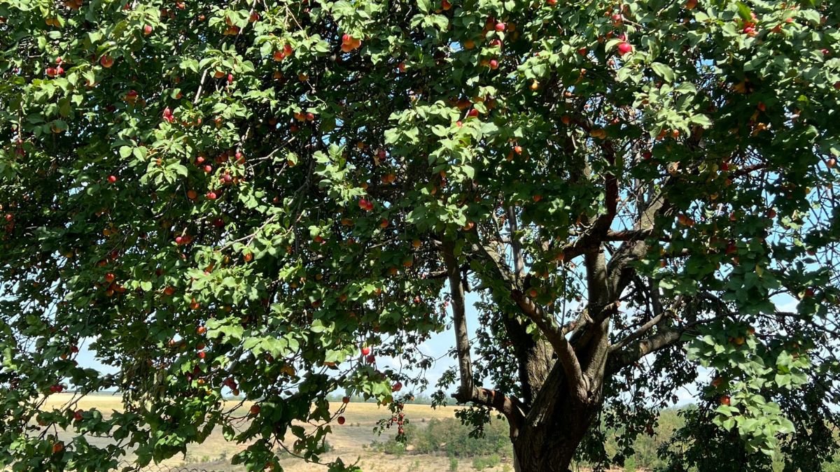 A árvore precisa de sol direto e solo bem drenado para produzir frutos em boa quantidade/Unsplash