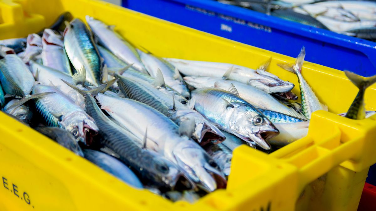 É um peixe muito consumido no litoral brasileiro, especialmente em preparações assadas, grelhadas ou defumadas/Pexels