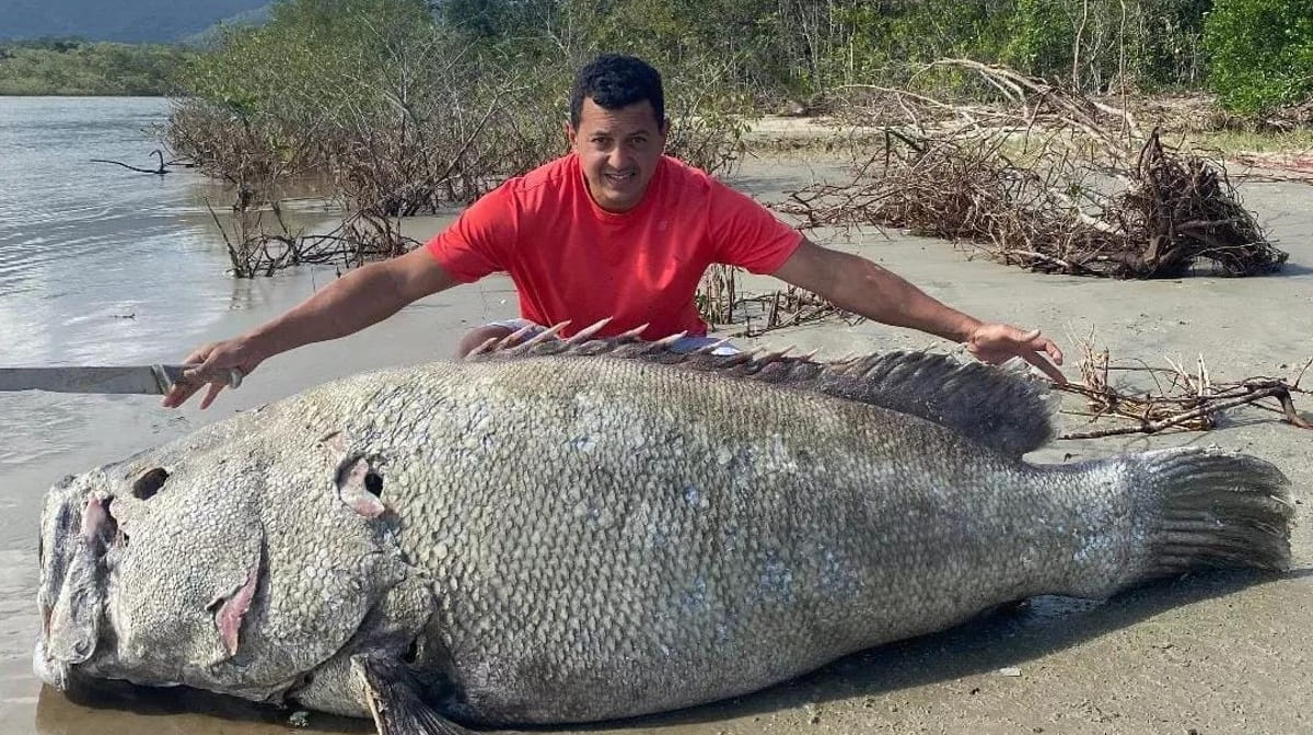 A espécie vive em águas salgadas e é considerada uma das maiores espécies de peixes ósseos do mundo