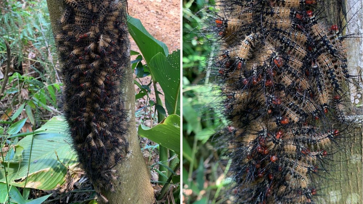Trata-se de uma lagarta da família Saturniidae