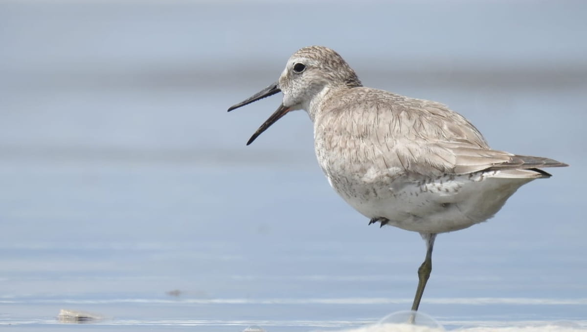 O Festival das Aves Costeiras do Litoral Paulista é um convite para conhecer de perto as iniciativas que estão transformando o litoral em uma região cada vez mais amiga das aves