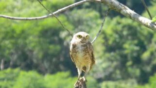 De acordo com eles, a lei não tem nada a ver com as características e o histórico de lutas ambientais da cidade