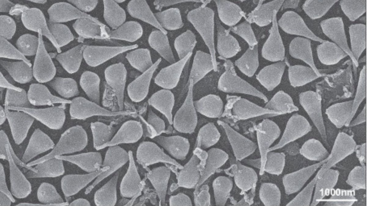 Com quase 1 milhão de pares de bases, o genoma do naiavírus revela genes e proteínas nunca antes observados / Artigo publicado na revista Nature.