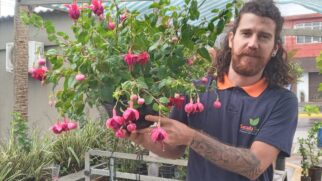 Suculentas, orquídeas e rosas do deserto são as preferidas dos clientes na Feira do Produtor em Itanhaém