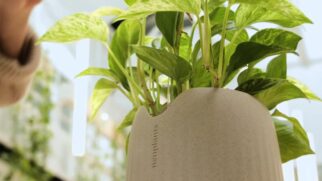 'Superplanta' promete trazer um ambiente mais saudável e natural, se tomado os devidos cuidados