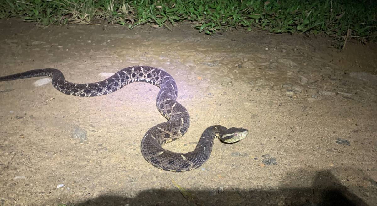 As matas preservadas de Peruíbe, no litoral sul de São Paulo, continuam surpreendendo os amantes da natureza