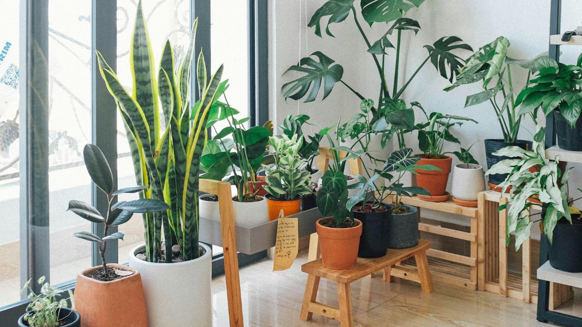 4. Tenha plantas dentro de casa Além de decorativas, as plantas ajudam a regular a temperatura e a umidade do ar. Espécies como samambaias, jiboias e palmeiras são ótimas opções para refrescar o ambiente naturalmente / Pexels