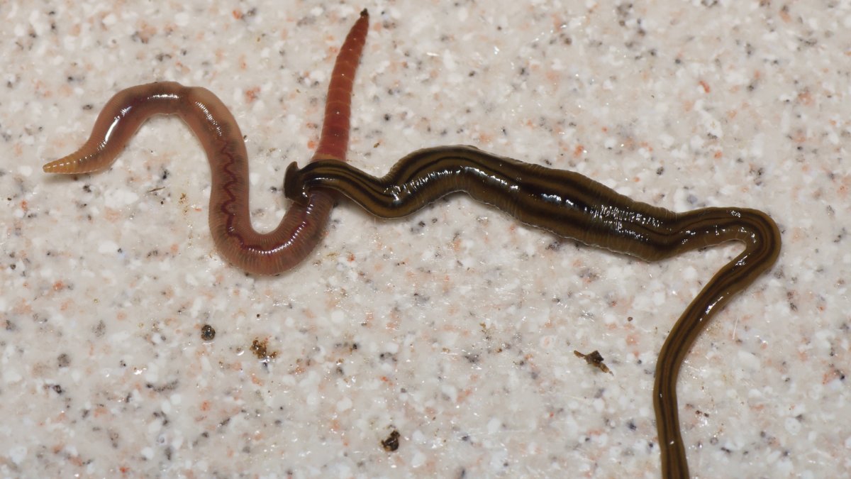 Essa espécie é predadora de pequenos animais, como moluscos e outros vermes, e costuma viver em solos úmidos / Pierre Gros/Wikimedia Commons