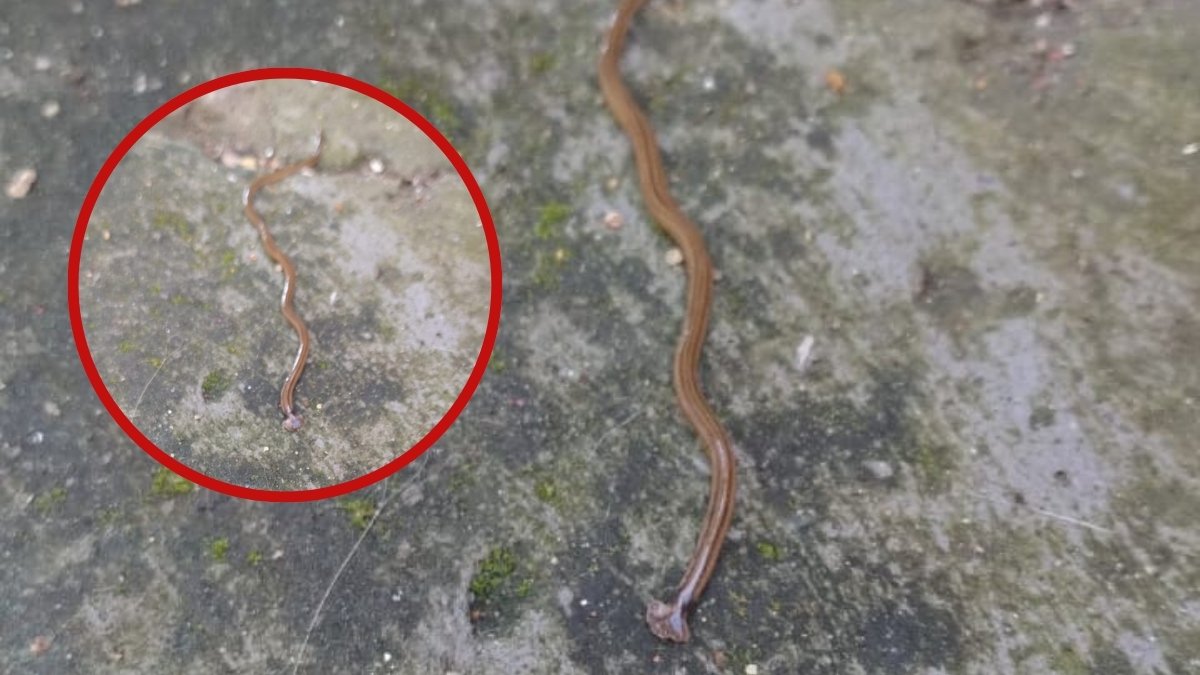 A característica marcante do rastejante, a cabeça parecida com um martelo, foi o ponto de partida das buscas