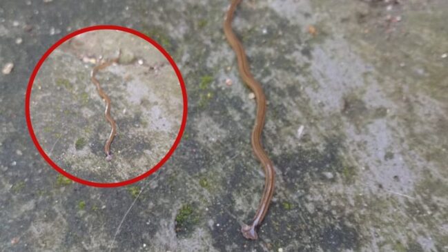 A característica marcante do rastejante, a cabeça parecida com um martelo, foi o ponto de partida das buscas