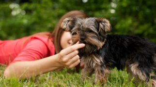 Não são apenas os cachorros que se beneficiam de companhia extra