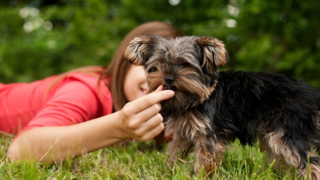 Não são apenas os cachorros que se beneficiam de companhia extra