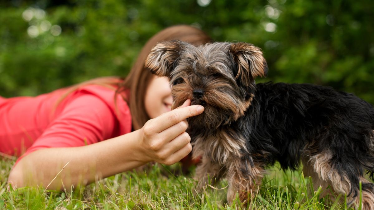 Felicidade animal é rotina: pequenos gestos diários valem mais que mimos ocasionais