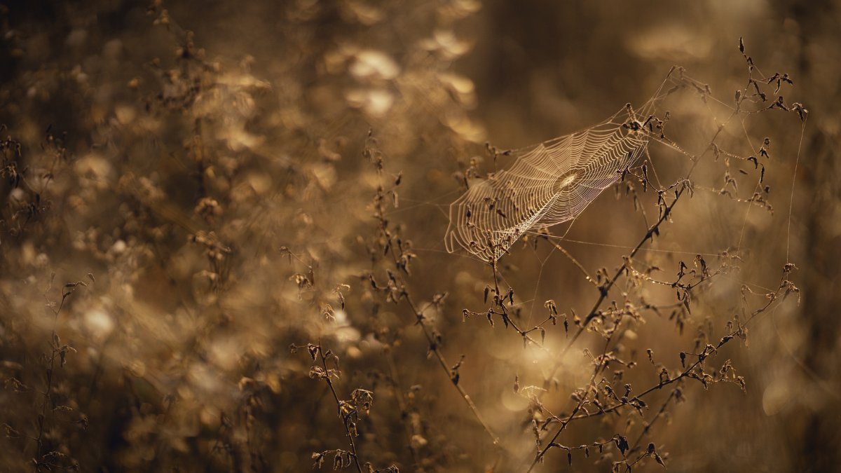 A prevenção é a melhor forma de se proteger contra a aranha-marrom / Pixabay