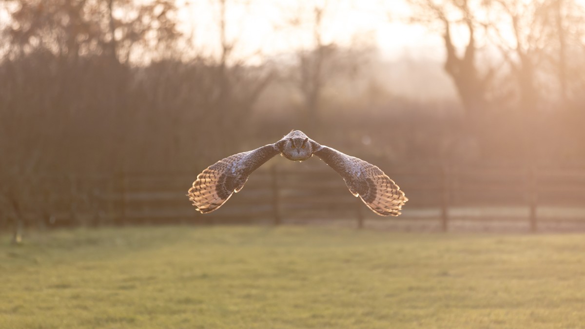 A presença das corujas indica um ambiente saudável e com boa biodiversidade / Pixabay