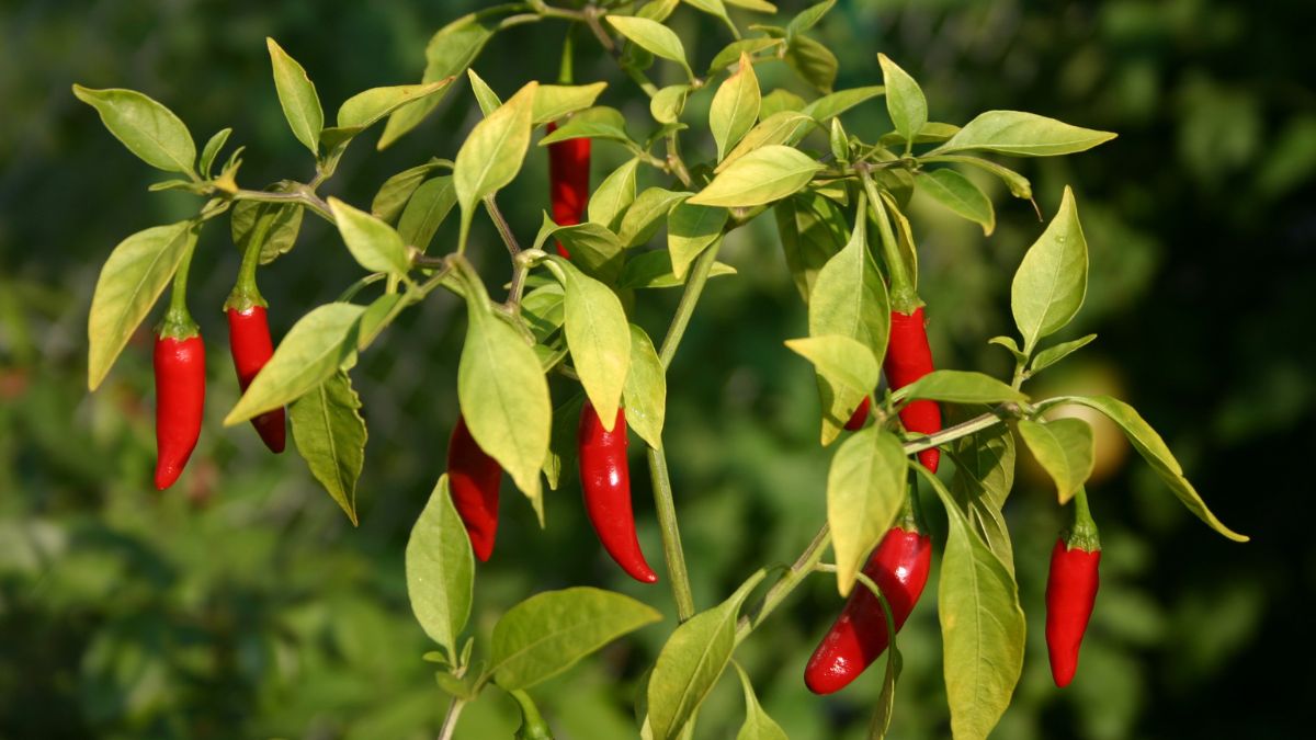 Pimenteira: uma das plantas mais usadas para afastar mau-olhado e energias pesadas/ Daniel Risacher/Wikimedia Commons