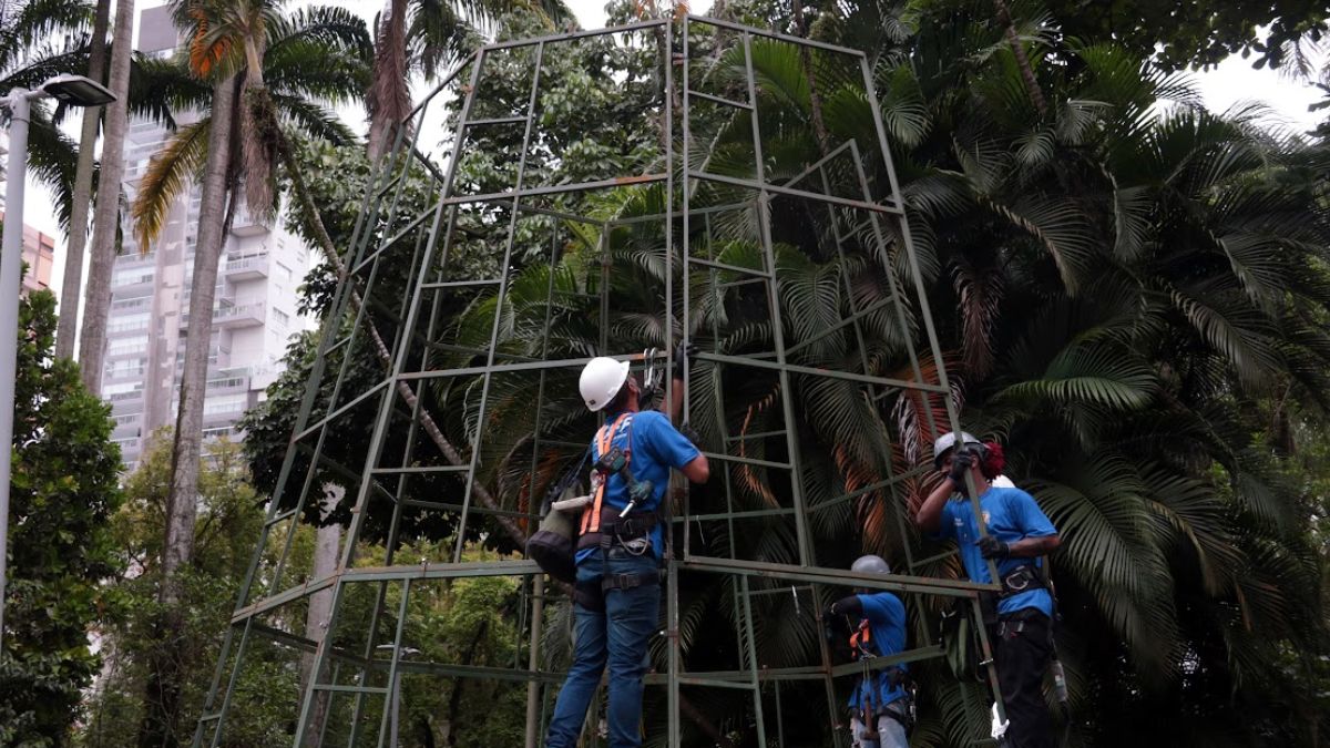 Trabalhadores instalam a estrutura metálica que dará forma à árvore iluminada, cercada pela vegetação característica da praça/ Francisco Arrais/Prefeitura de Santos