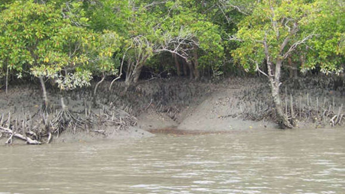 6ª - Parque Nacional do Sundarbans Índia e Bangladesh - Área composta por pântanos, rios e florestas de mangue do Delta do Ganges/ V. Malik / commons wikimedia