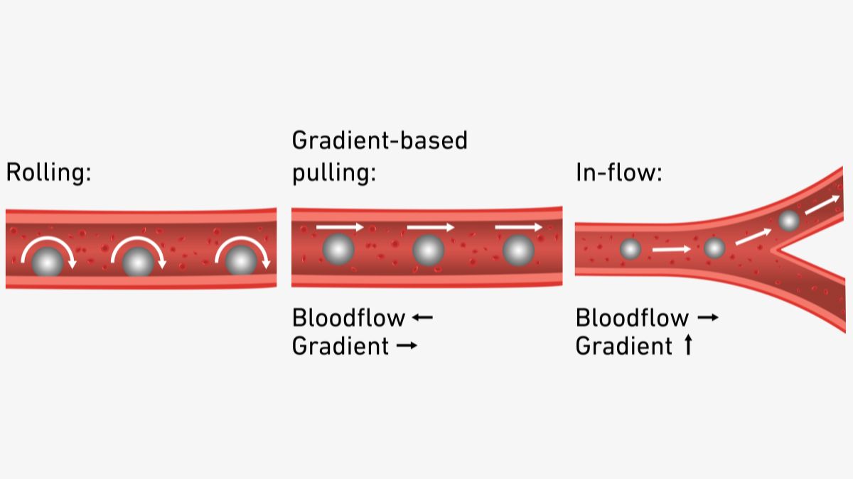 Ilustração mostra as três estratégias de navegação magnética rolagem, tração por gradiente e alinhamento com o fluxo usadas para conduzir o microrrobô pelos vasos sanguíneos/ ETH Zürich