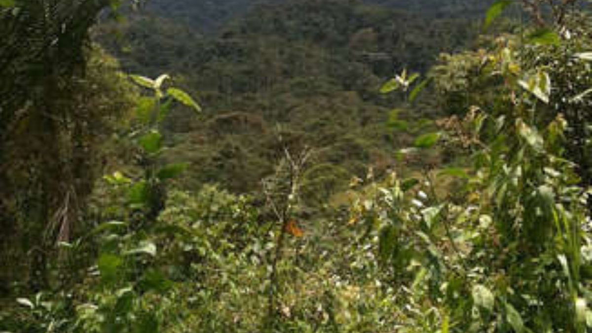 5ª - Floresta Nublada Equador - Localizada na Cordilheira do Andes, possui mais de 400 espécies de aves, que atraem grande número de visitantes/ Samdobbs6 wikimedia commons