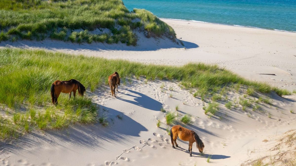 Isolados no meio do Atlântico, os cavalos de Sable mantêm há séculos um modo de vida completamente selvagem e protegido por lei
