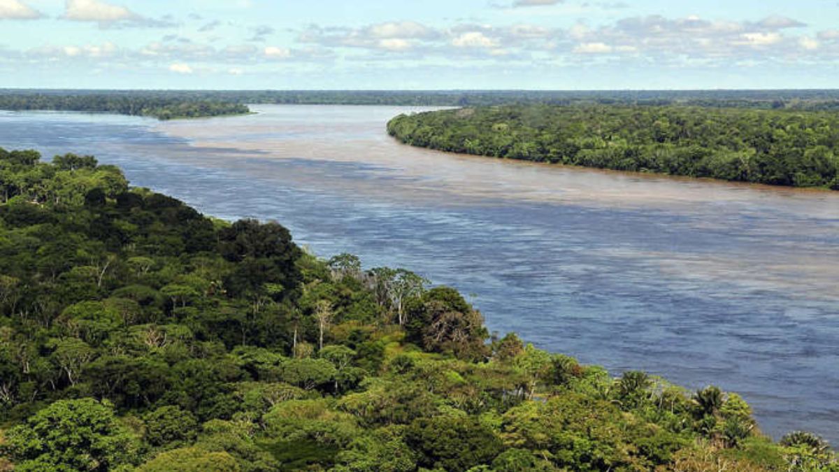 Cerca de 20% dos recursos hídricos do Brasil estão na floresta, que briga mais de 30 mil espécies de plantas, 1,8 mil de peixes continentais, 1,3 mil de aves, 311 de mamíferos e 163 de anfíbios/ Neil Palmer wikimedia commons