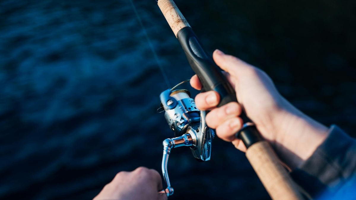 Esse montante representa quase 200 vezes o valor do próprio peixe no mercado, que é vendido a R$ 16,10 em média (Laura Stanley/Pexels)