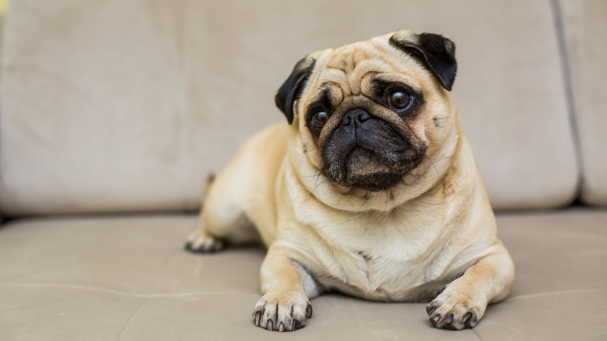 Os pugs são cães de pequeno porte, mas com grande carisma e alegria