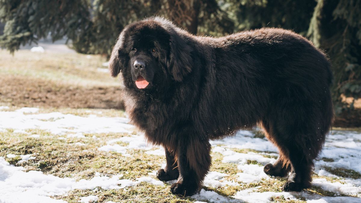 Apesar do tamanho, o Terra Nova é um cão tranquilo, paciente e carinhoso