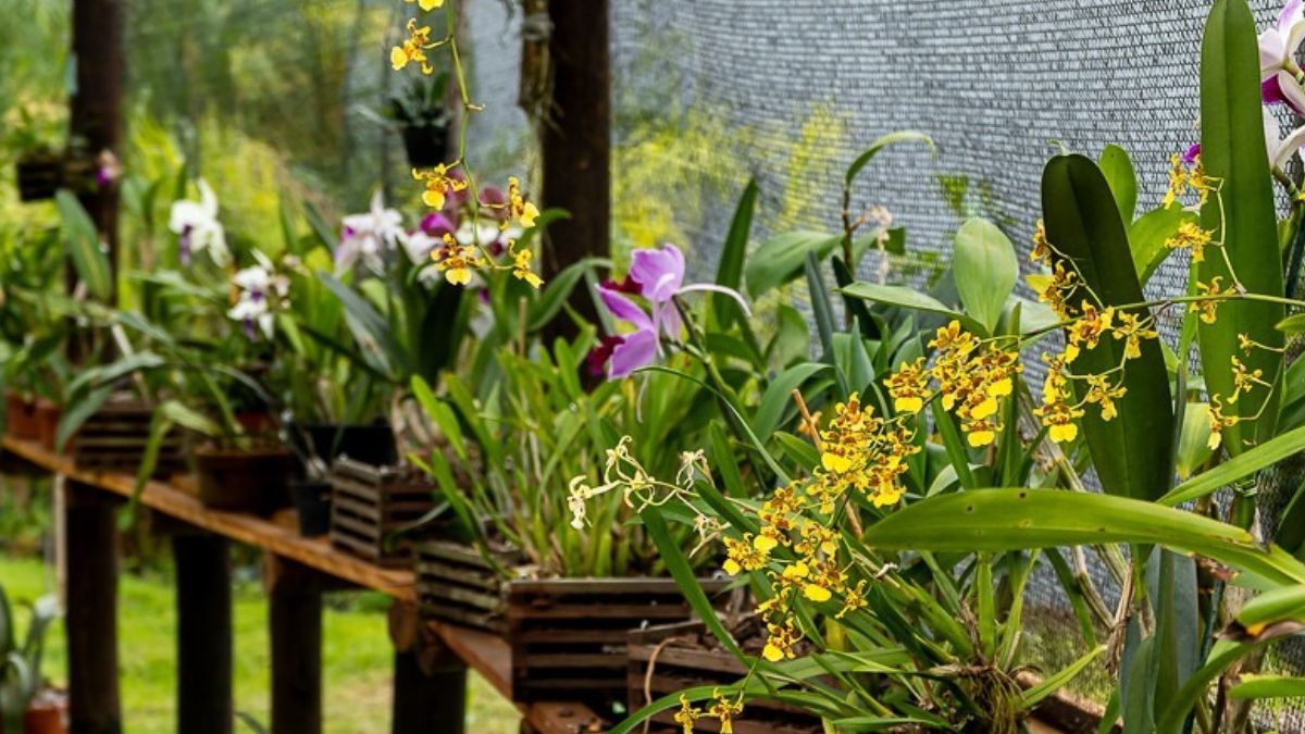 Orquídeas e inclusão marcam exposição no Centro de Educação Ambiental de Bertioga