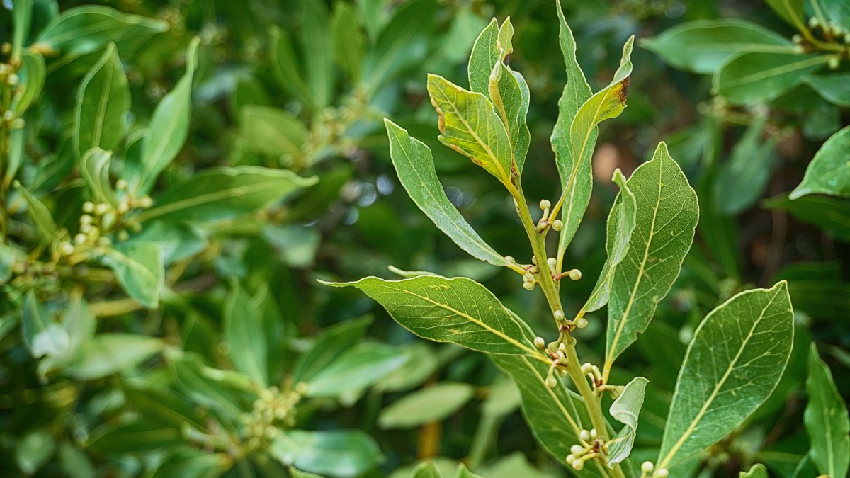 Ferver louro e usar a infusão na faxina ajuda a afastar energias negativas e perfumar o ambiente / Pixabay