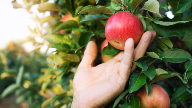 Especialistas explicam que o momento do dia em que a fruta é consumida pode alterar a forma como o corpo aproveita seus benefícios